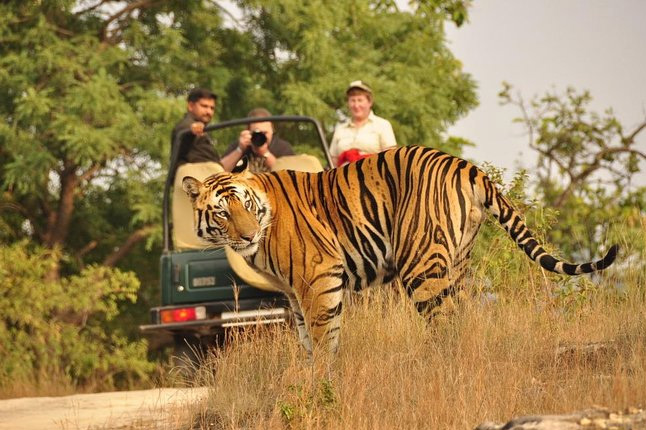 Ranthambore Travel Guide | Tiger Safaris & Wildlife
