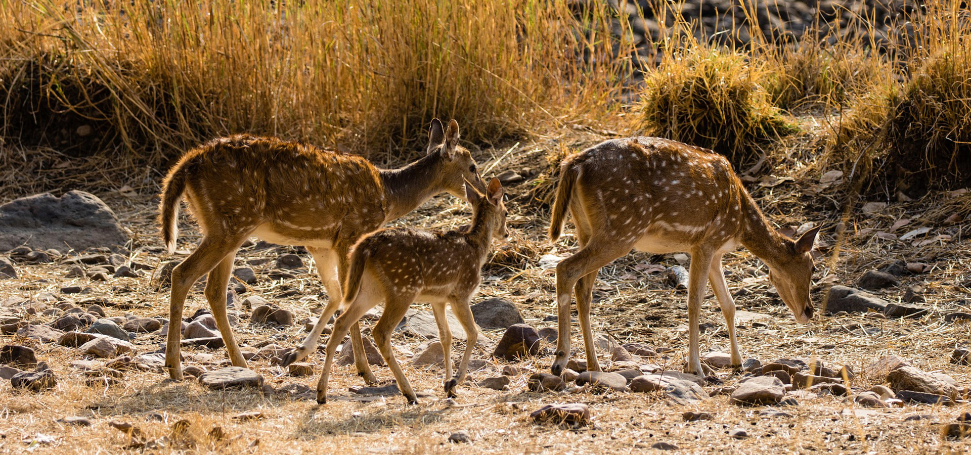 Ranthambore
