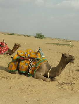 6 Days Royal Rajasthan Tour with Pushkar, Jodhpur & Udaipur