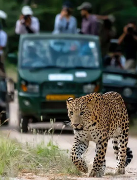 10 Days Royal Rajasthan Tour with Jawai Leopard Safari & Heritage Cities