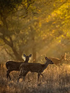 11 Days Royal Rajasthan Tour with Heritage Fort Stays & Ranthambore Safari